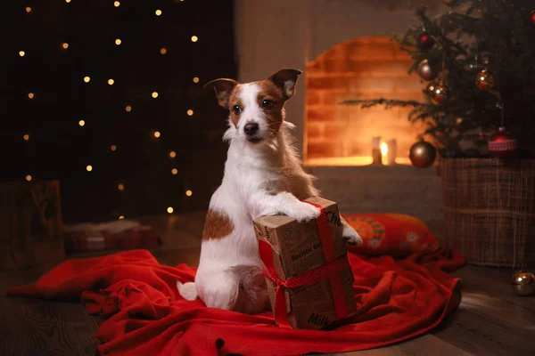 Dog Jack Russell Terrier. Happy New Year, Christmas, pet in the room — Stock Photo, Image