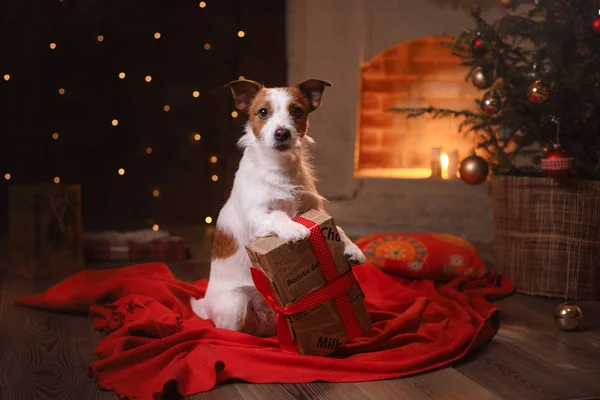 犬のジャック ラッセル テリア。新年あけましておめでとうございます、クリスマス、ペットの部屋 — ストック写真