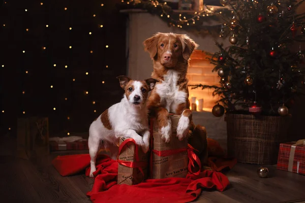 Kutya-Jack Russell Terrier és a kutya Nova Scotia Duck Retriever autópályadíj. Boldog új évet, karácsony — Stock Fotó