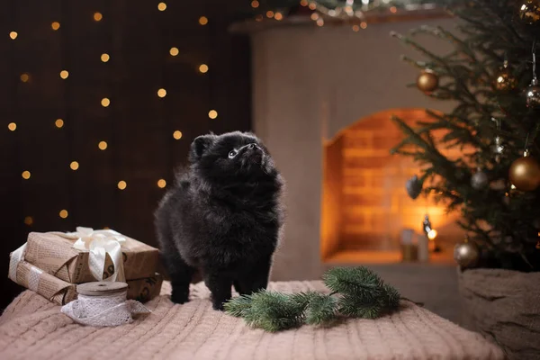 Perro Retrato alemán de pomerania. Feliz Año Nuevo, Navidad, mascota en la habitación el árbol de Navidad —  Fotos de Stock