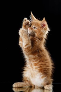 Maine coon yavru kedi portre