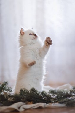 Ragdoll mavi nokta küçük bir renkli arka plan stüdyo kedicik