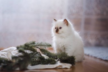 Ragdoll mavi nokta küçük bir renkli arka plan stüdyo kedicik