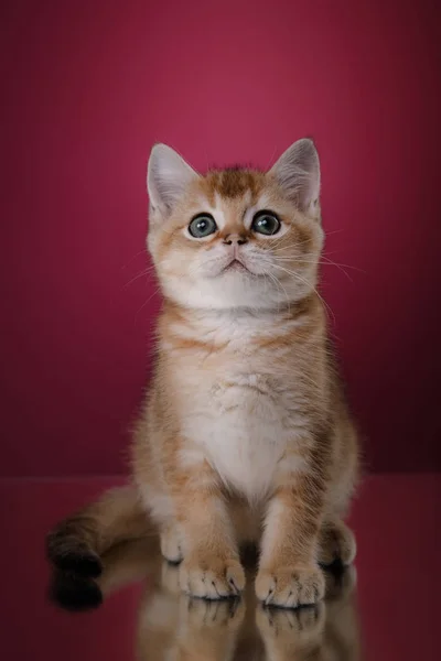 平織りスコットランド子猫 — ストック写真