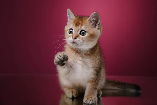 Tabby Scottish kitten — Stock Photo, Image