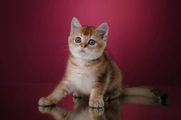 映入眼帘的苏格兰小猫 — 图库照片