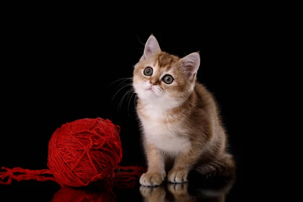 Tabby Scottish kitten — Stock Photo, Image