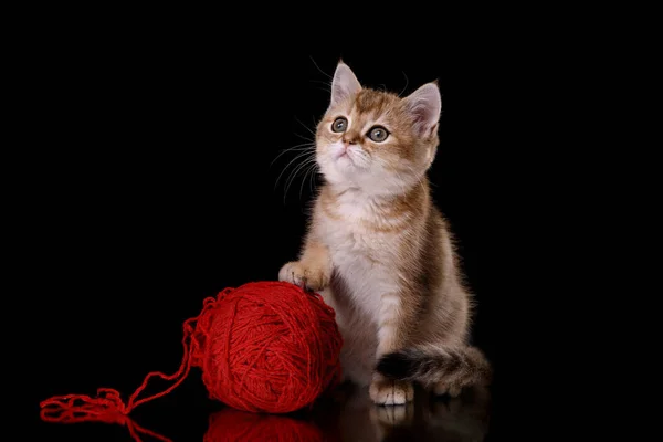 Tabby Scottish kitten — Stock Photo, Image