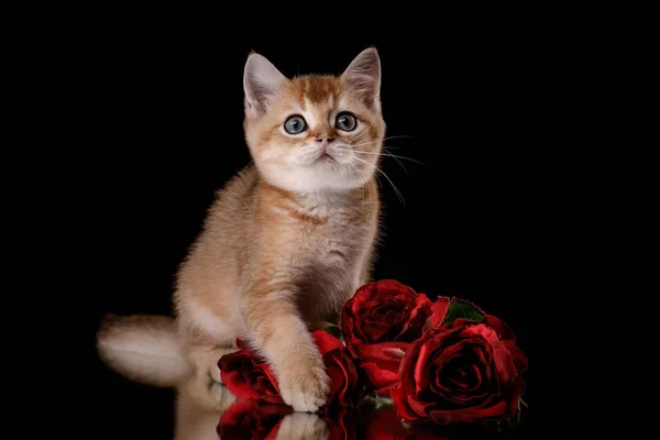 Gatinho escocês tabby — Fotografia de Stock