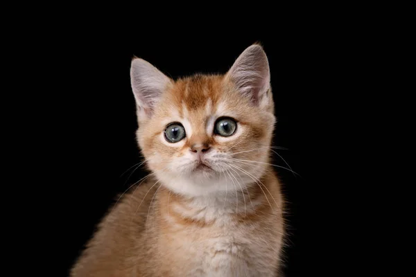 Tabby Scottish kitten — Stock Photo, Image