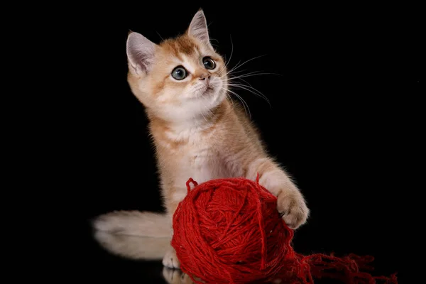 Tabby Scottish kitten — Stock Photo, Image