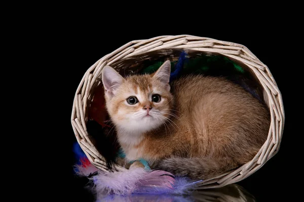 İskoç Tabby yavru kedi — Stok fotoğraf