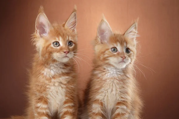 Maine Coon yavru kedi portre renk arka plan üzerinde — Stok fotoğraf