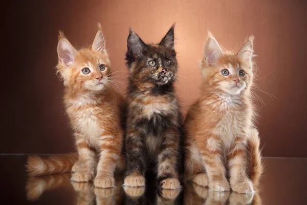 Maine Coon kitten portret op een gekleurde achtergrond — Stockfoto