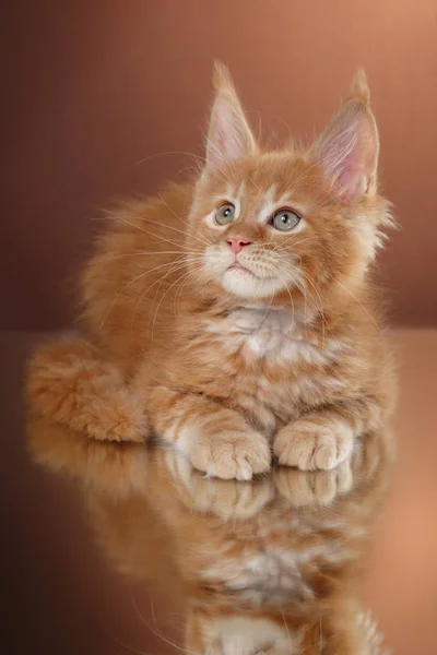 Maine Coon kitten portrait — Stock Photo, Image