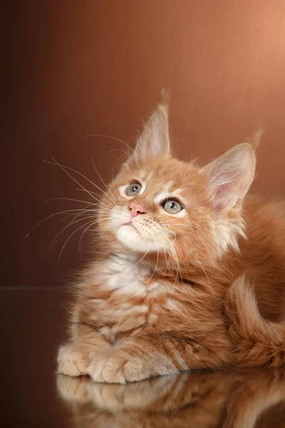 Maine Coon kitten portrait — Stock Photo, Image