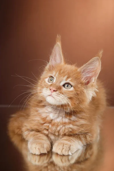 Портрет котенка Мэна Куна — стоковое фото