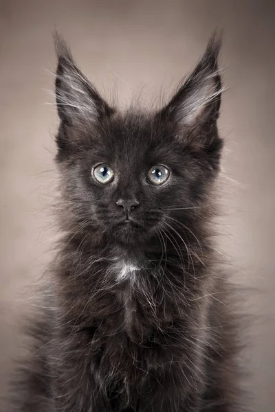 Maine Coon kitten portrait — Stock Photo, Image