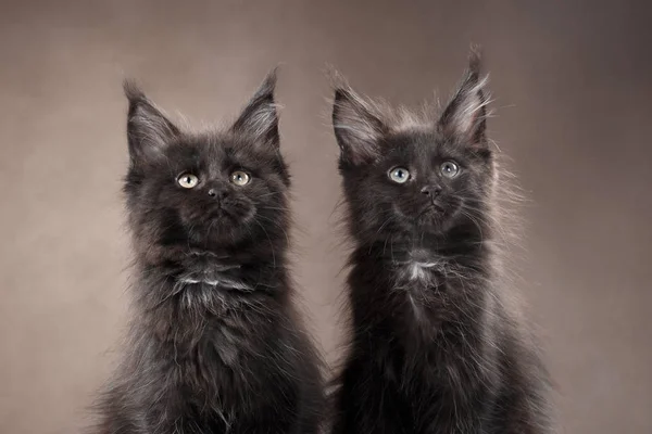 Maine Coon retrato do gatinho em um fundo de cor — Fotografia de Stock