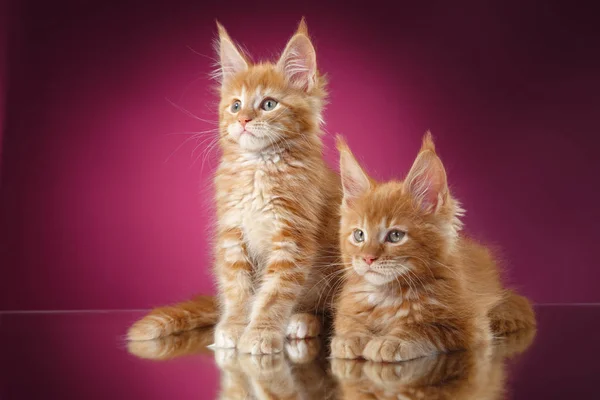Maine Coon kitten portrait on a color background — Stock Photo, Image