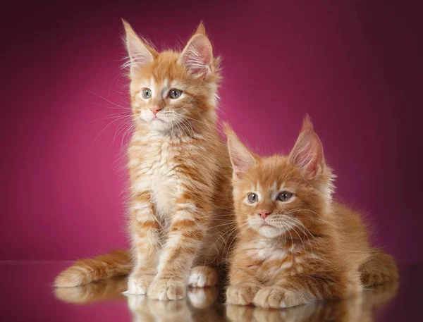 Maine Coon kitten portrait on a color background — Stock Photo, Image