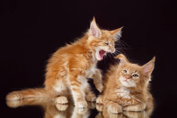 Maine Coon ritratto gattino su uno sfondo di colore — Foto Stock