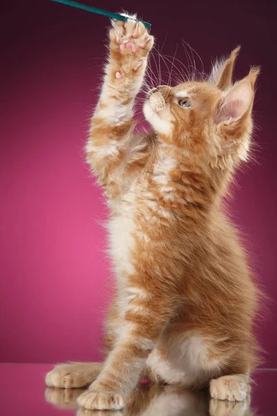 Maine Coon kitten portrait — Stock Photo, Image