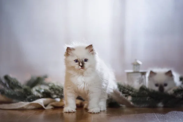 Ragdoll punto blu piccolo gattino su uno studio di sfondo colorato — Foto Stock