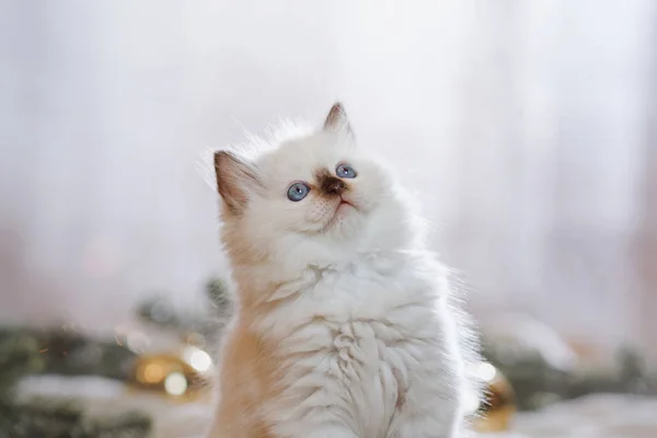 Ragdoll blue point little kitten on a colored background studio — Stock Photo, Image