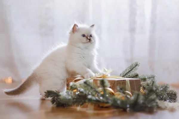 Ragdoll Blue Point kleines Kätzchen auf farbigem Hintergrund Studio — Stockfoto