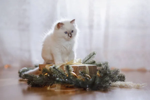 Ragdoll Blue Point kleines Kätzchen auf farbigem Hintergrund Studio — Stockfoto