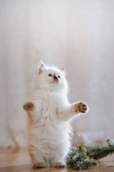 Ragdoll Blue Point kleines Kätzchen auf farbigem Hintergrund Studio — Stockfoto