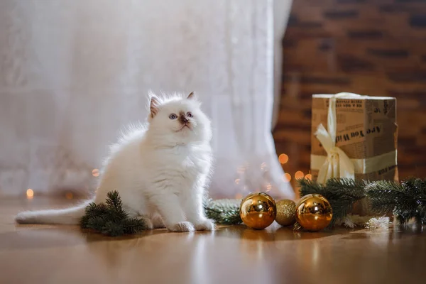 Ragdoll blue point malé koťátko na barevném pozadí studio — Stock fotografie