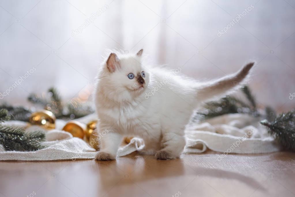 Ragdoll blue point little kitten on a colored background studio