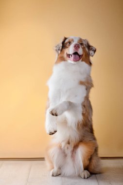 Köpek doğurmak Avustralyalı çoban, Aussie,