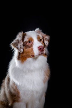 Köpek doğurmak Avustralyalı çoban, Aussie,