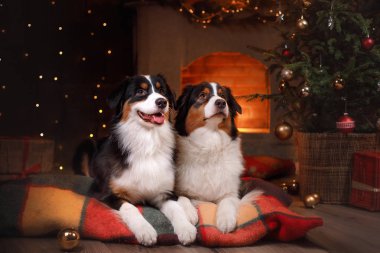 Köpek doğurmak Avustralyalı çoban, Aussie,