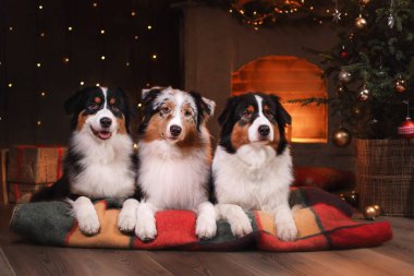 Köpek doğurmak Avustralyalı çoban, Aussie,