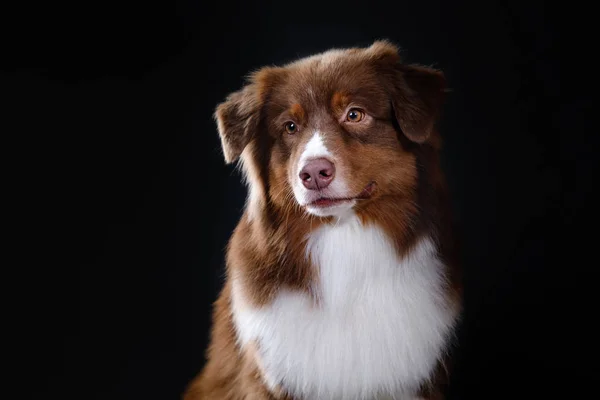 Dog breed Australian Shepherd, Aussie, — Stock Photo, Image