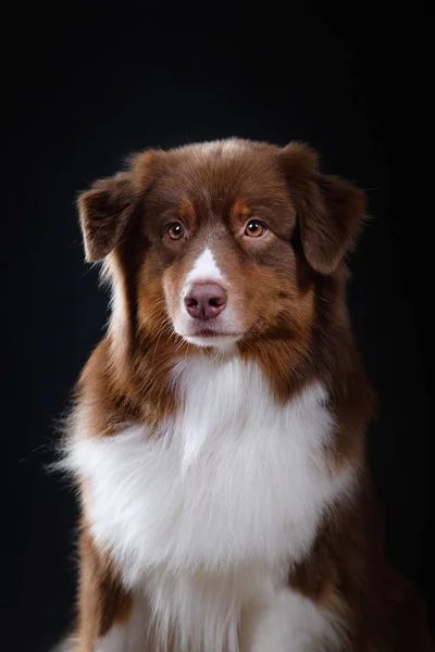 Raça cão pastor australiano, australiano , — Fotografia de Stock