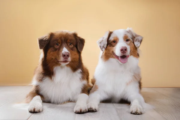 Los perros crían pastor australiano, australiano , — Foto de Stock