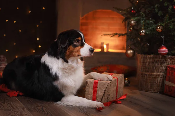 Köpek doğurmak Avustralyalı çoban, Aussie, — Stok fotoğraf