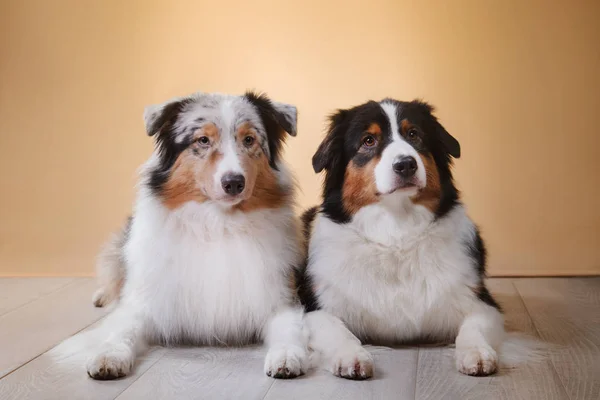 Hunde züchten australischen Schäferhund, aussie, — Stockfoto