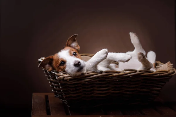 Cão jack russell terrier — Fotografia de Stock
