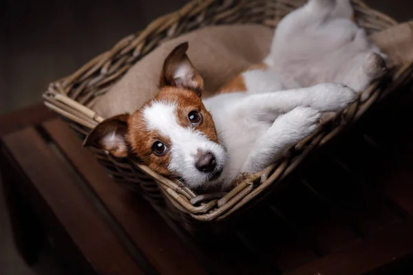 Hund Jack Russell Terrier — Stockfoto