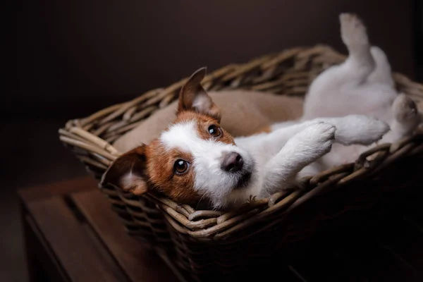 Hund jack russell terrier — Stockfoto
