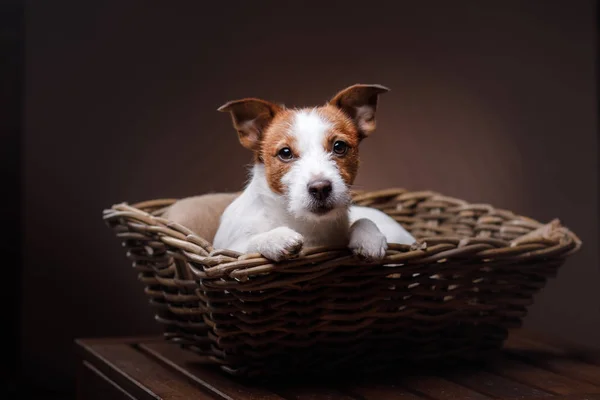 Hund jack russell terrier — Stockfoto