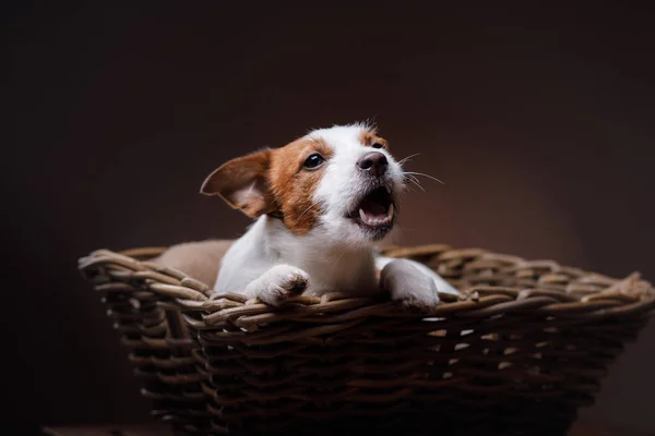 Σκυλί Jack Russell τεριέ — Φωτογραφία Αρχείου