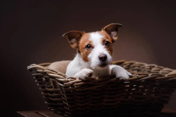 Anjing jack russell terrier — Stok Foto