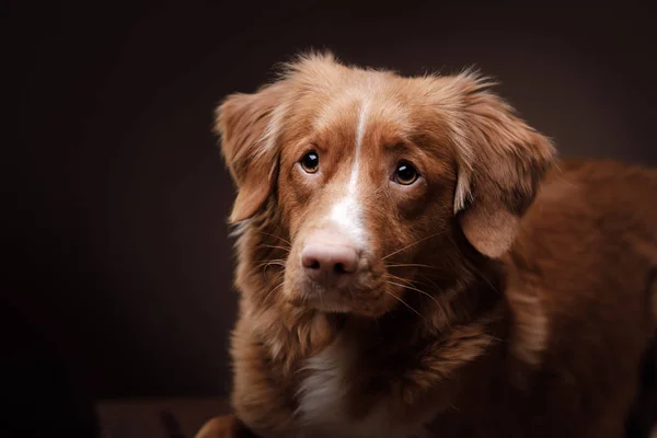 Dog nova scotia duck Maut-Retriever — Stockfoto